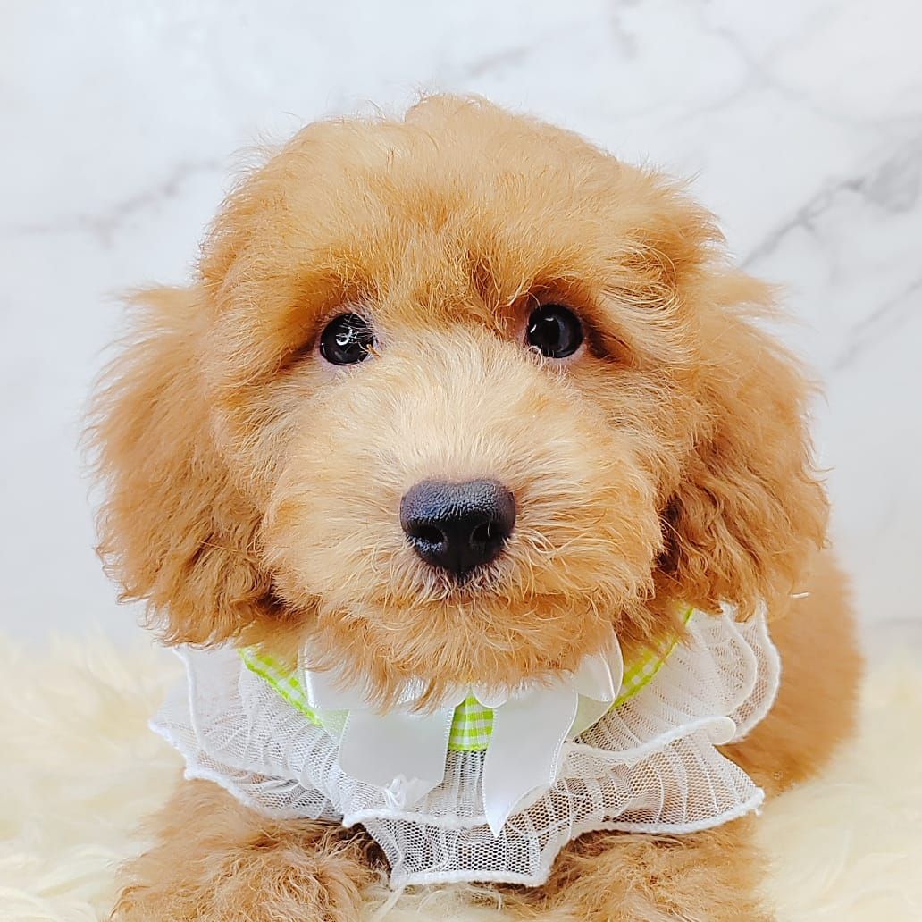 Poodle 娉拌开璐靛
