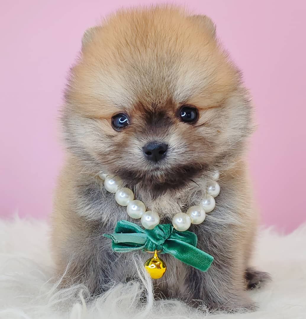 Pomeranian 博美