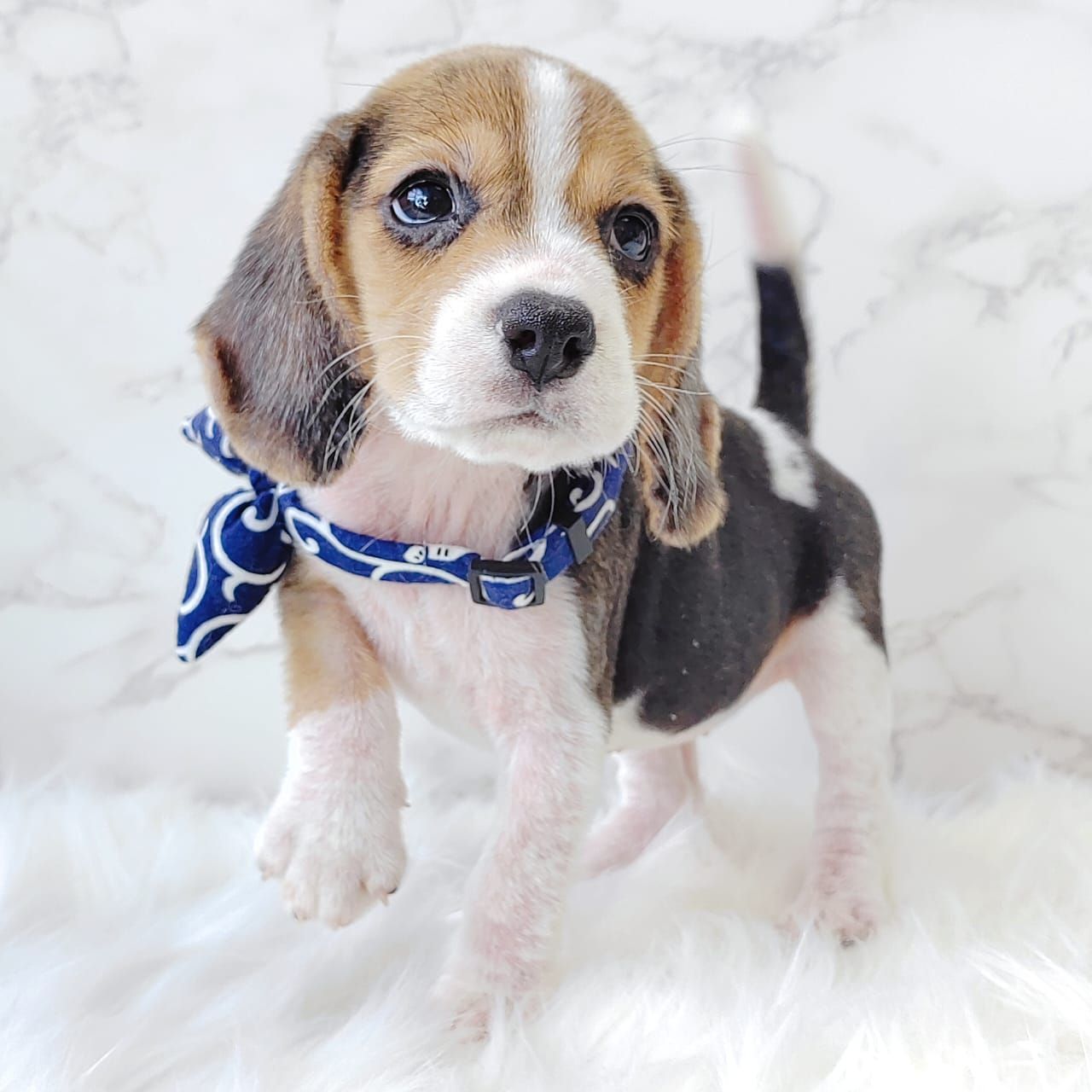 Beagle 米格鲁