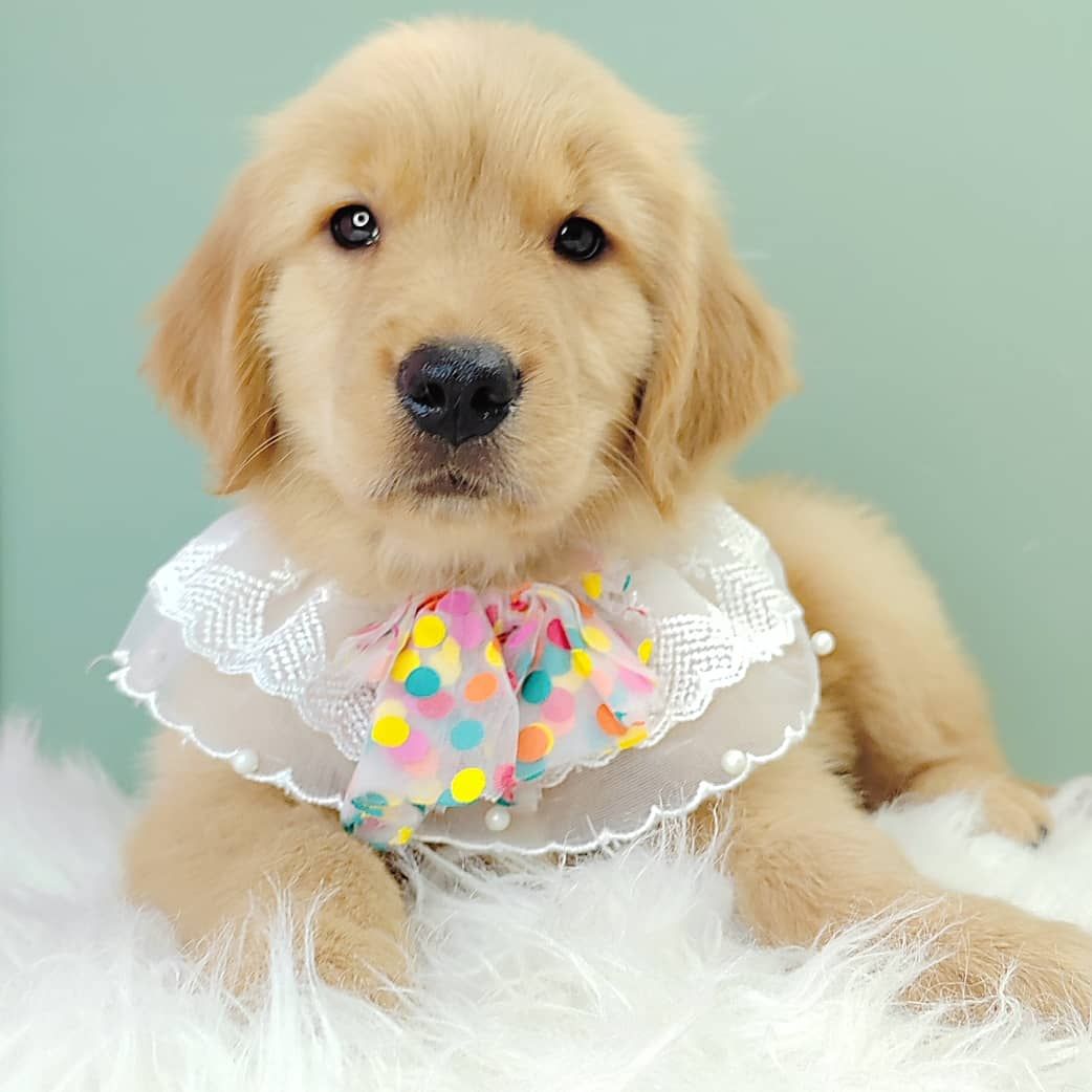 Golden Retriever 黄金猎犬
