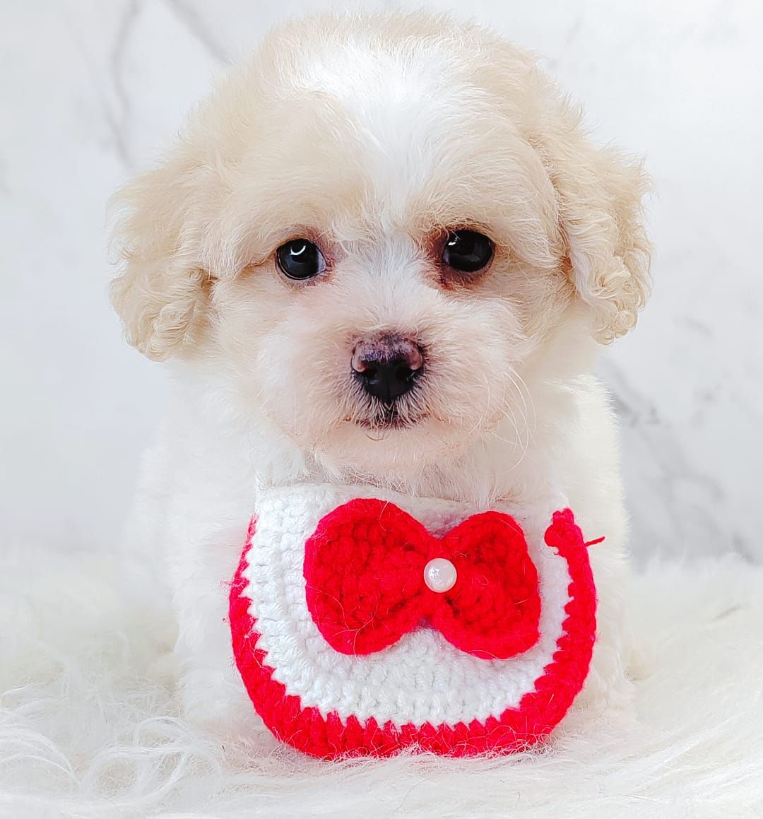 Maltipoo 马尔泰迪