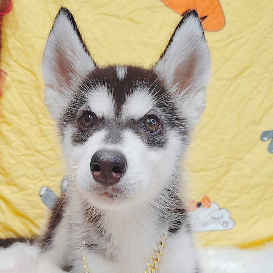 Pomsky 博士奇