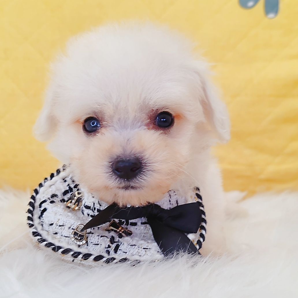 Bichon Frise 比熊