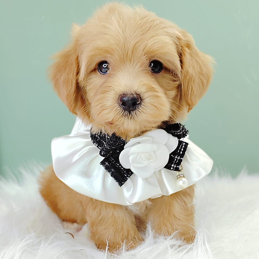 Maltipoo 马尔泰迪