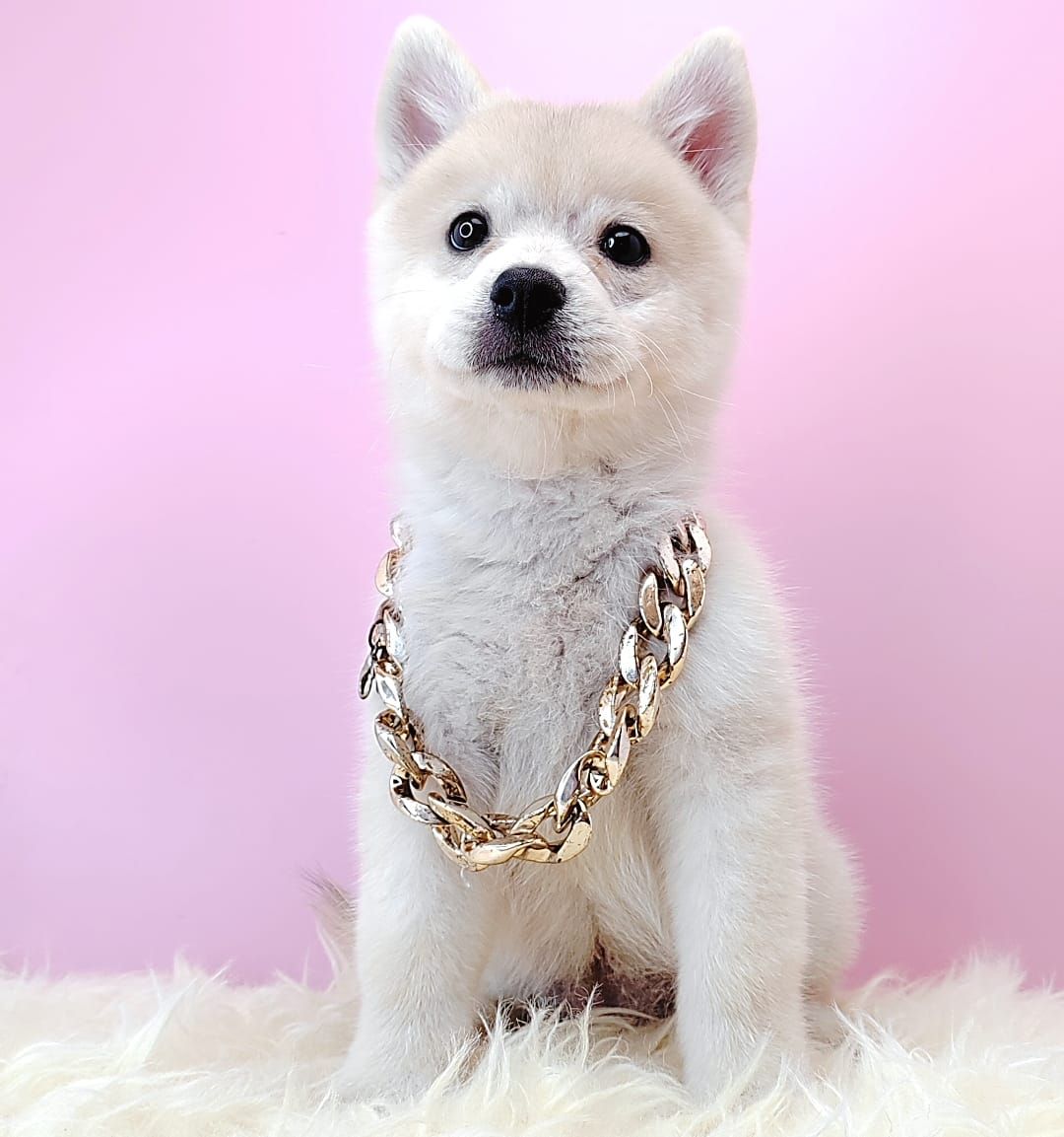  Pomsky 博士奇