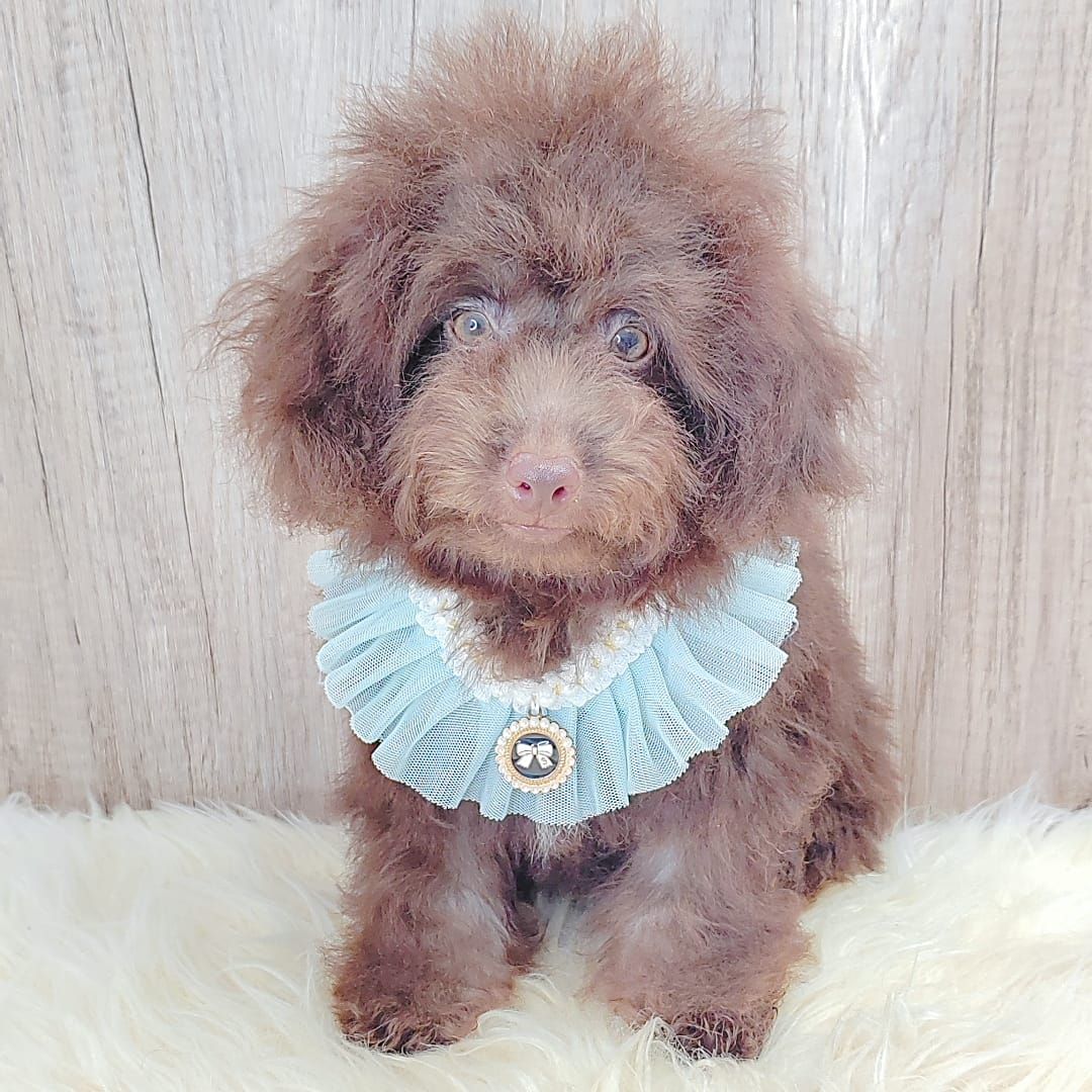 Poodle 娉拌开璐靛