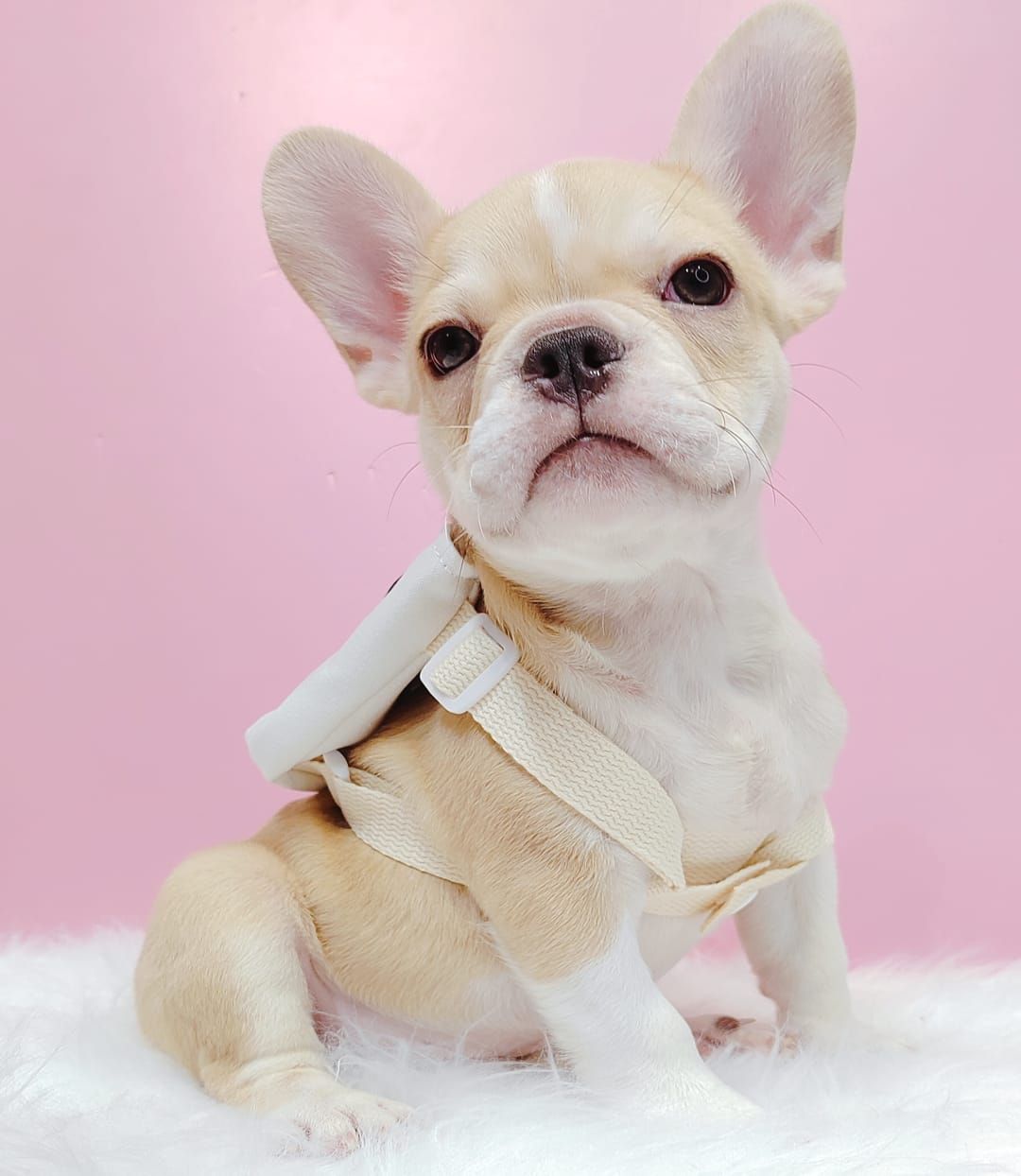 French Bulldog 法斗