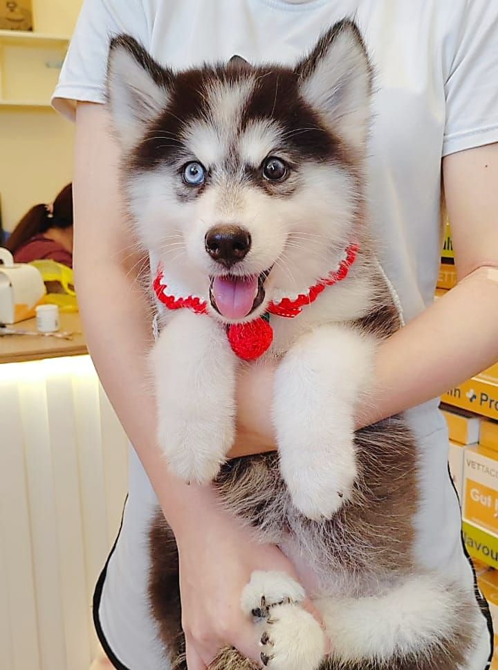 Wooly Husky 哈士奇