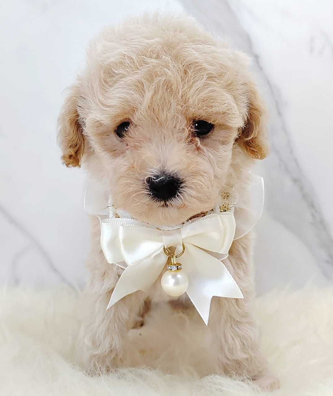Poodle 娉拌开璐靛