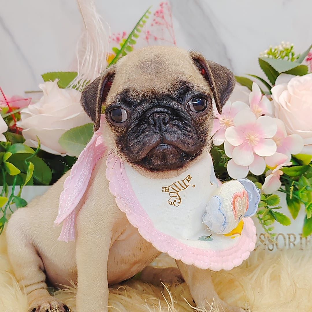  Pug 巴哥