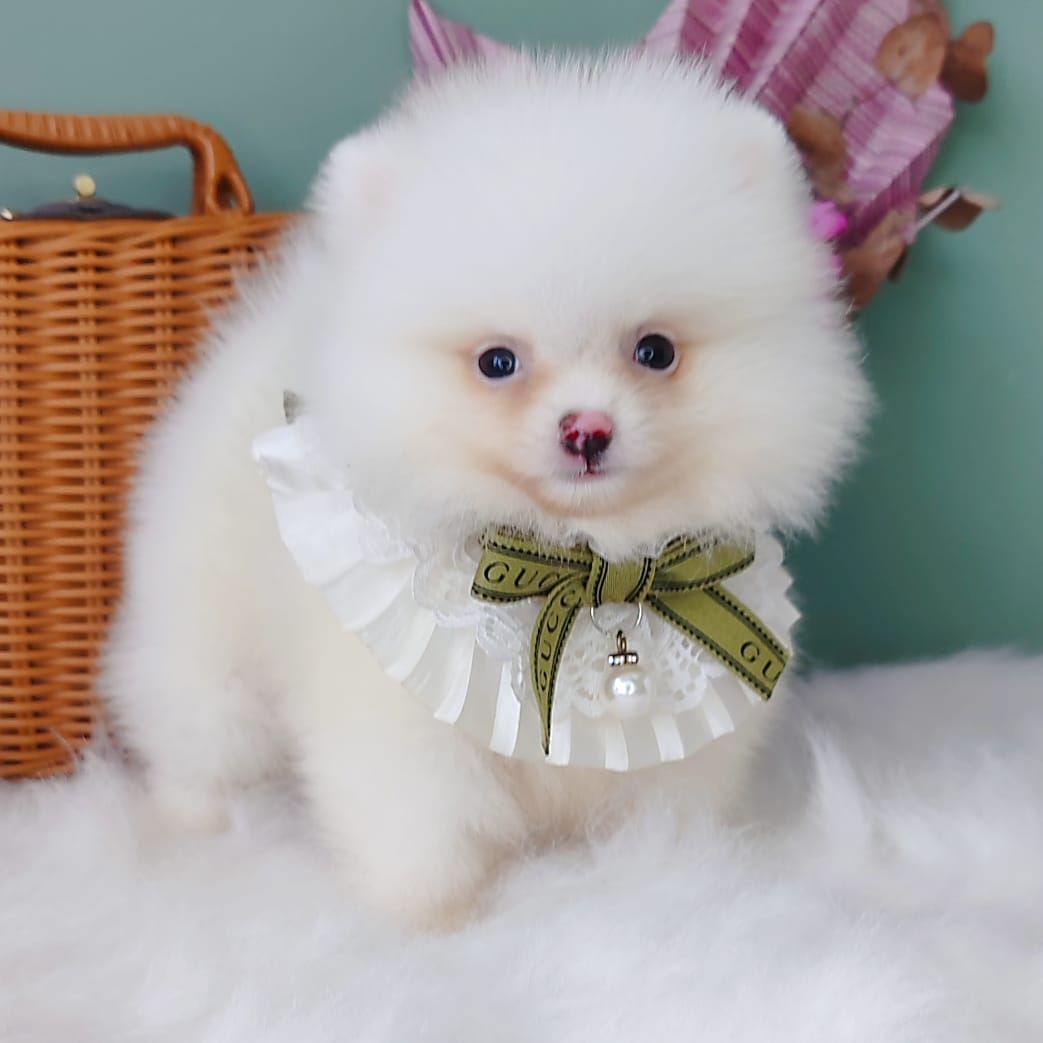 Pomeranian 博美