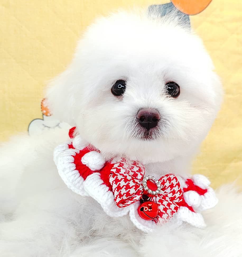 Poodle 娉拌开璐靛