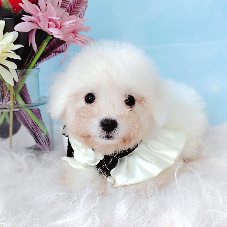 Bichon Frise 比熊
