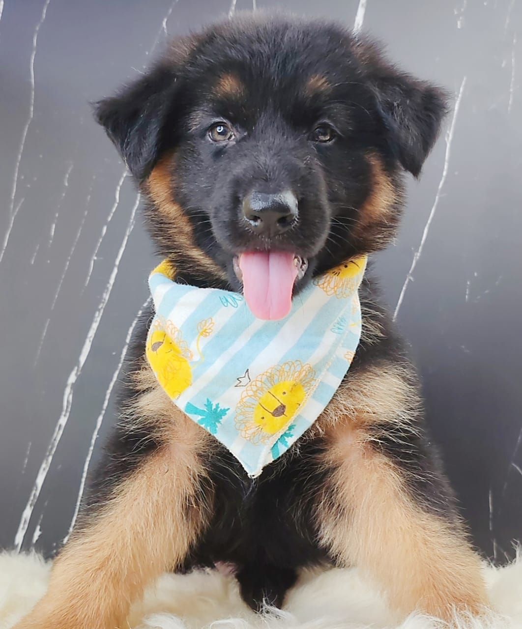 German Shepherd 德国牧羊犬