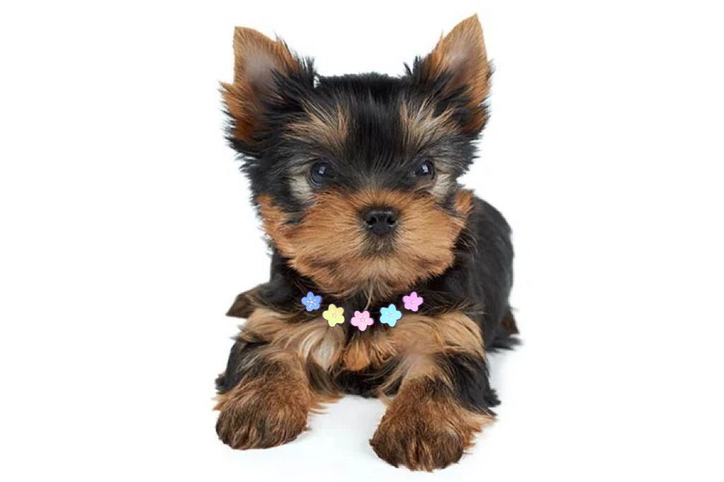 Yorkshire Terrier 约克夏