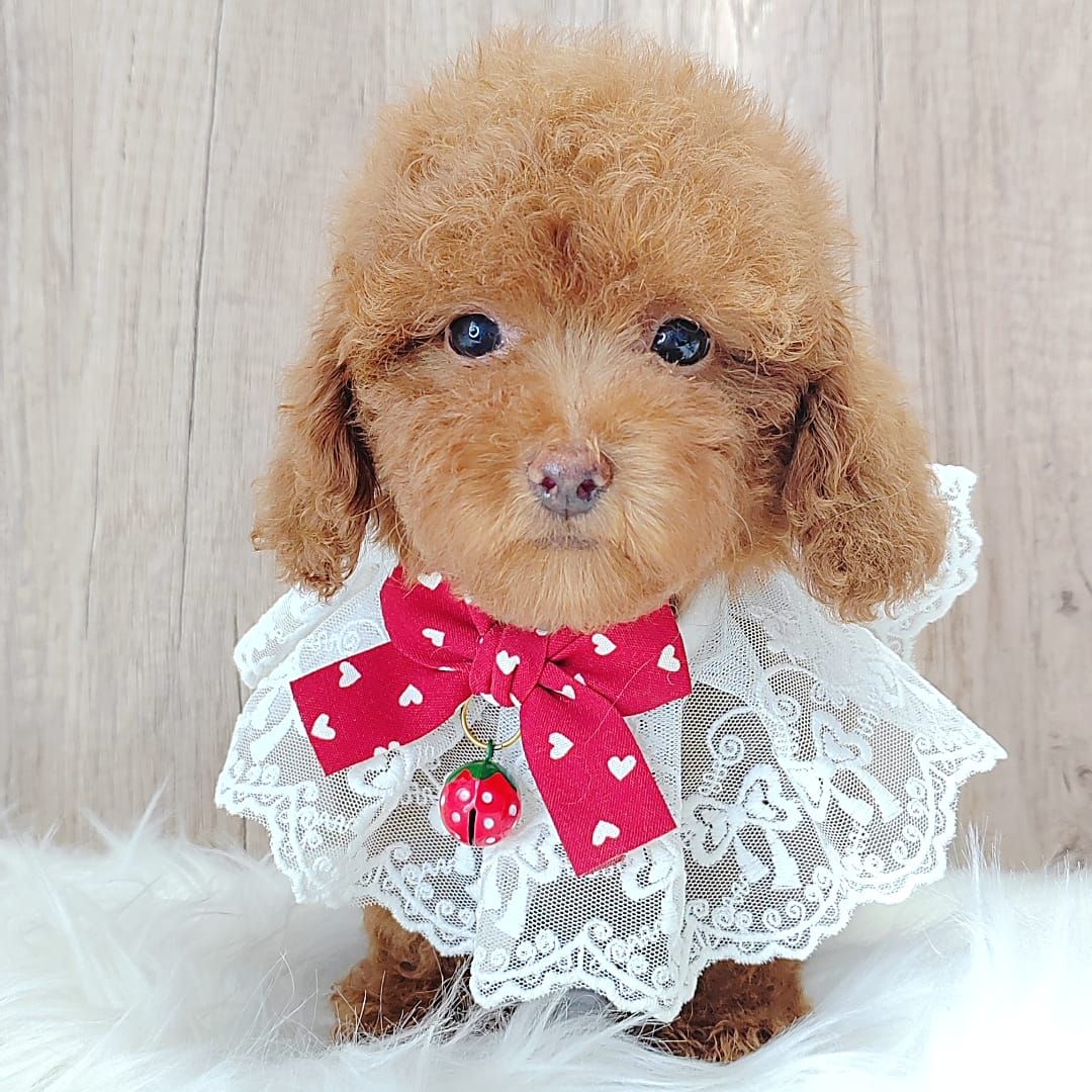 Poodle 娉拌开璐靛