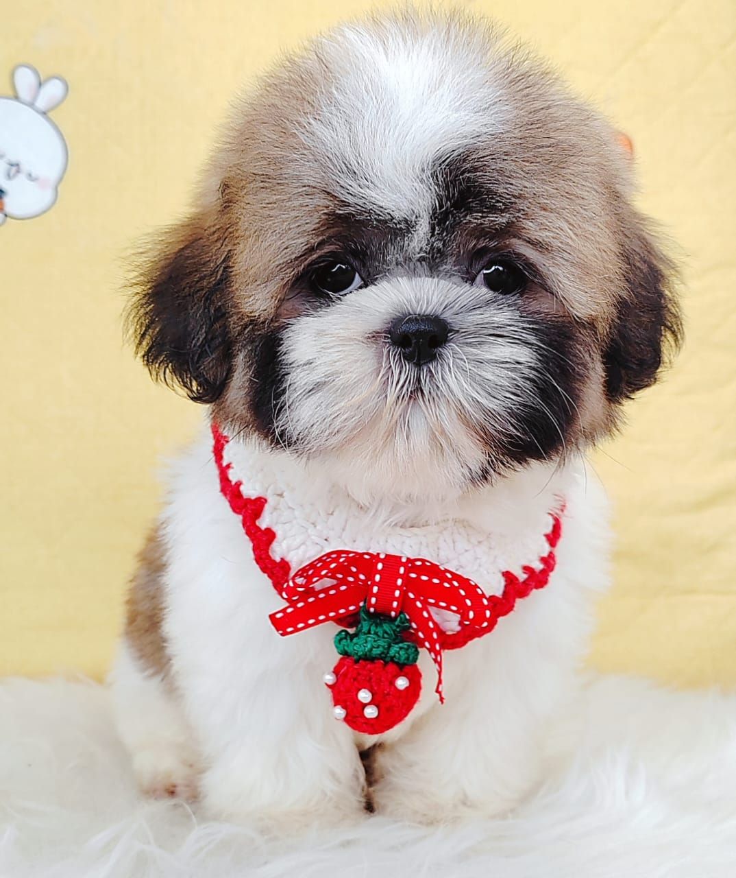 Shih Tzu 西斯