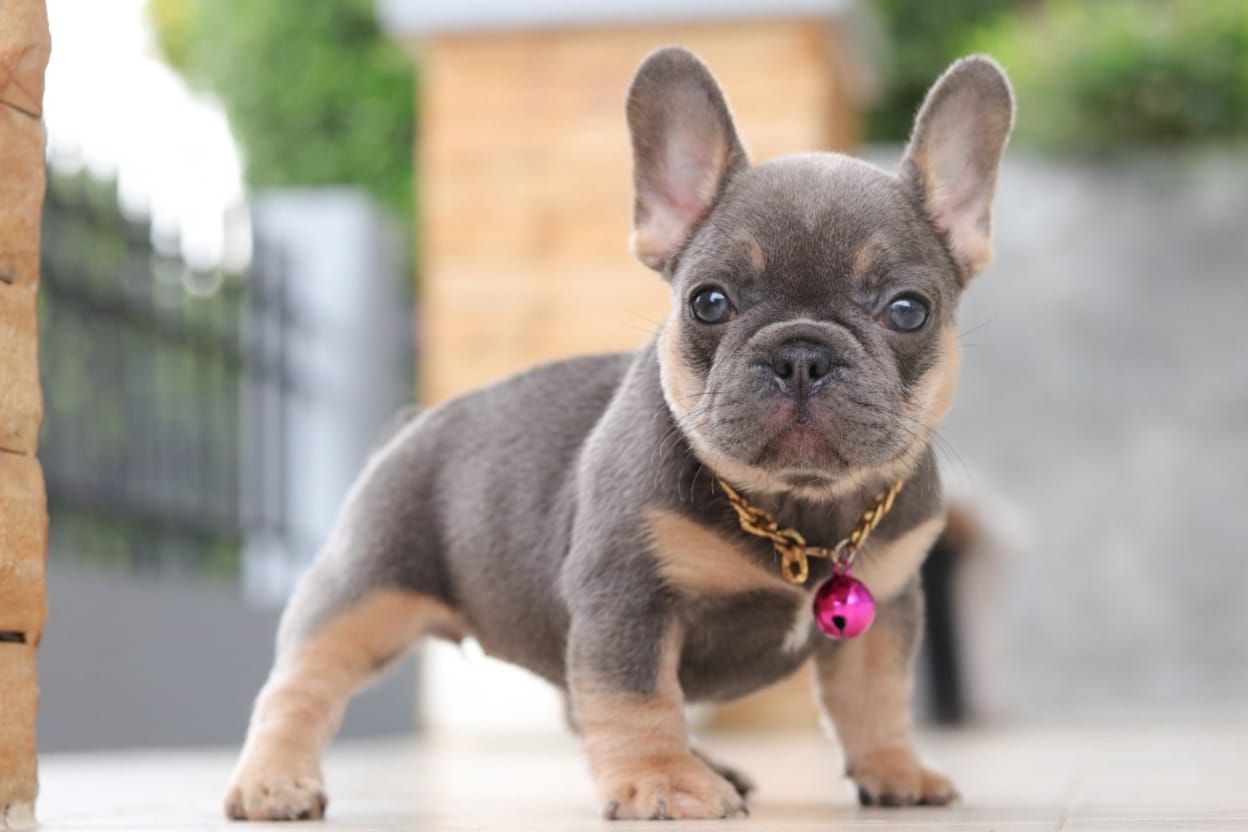French Bulldog 法斗