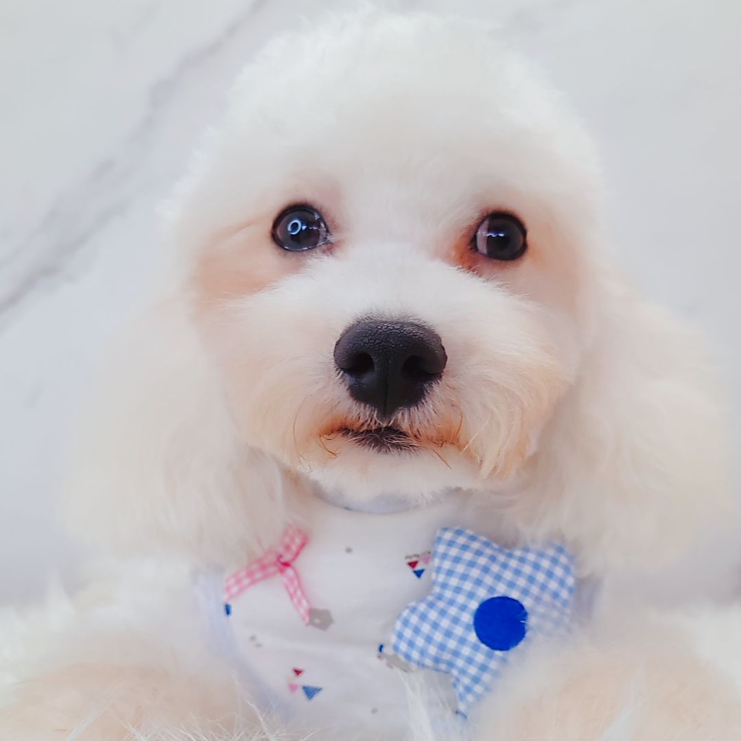 Maltipoo 马尔泰迪