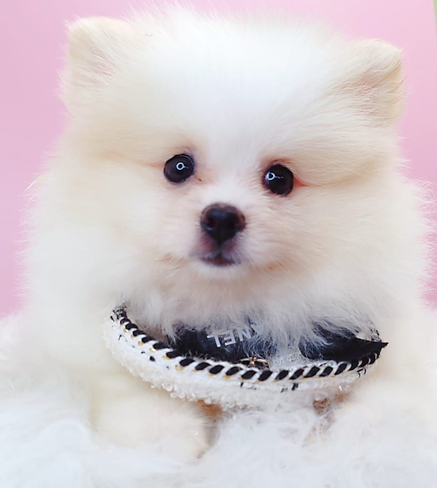 Pomeranian 博美