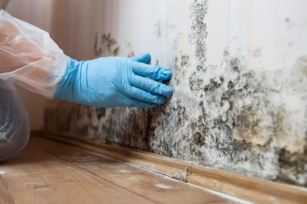 Mould Removal & Remediation