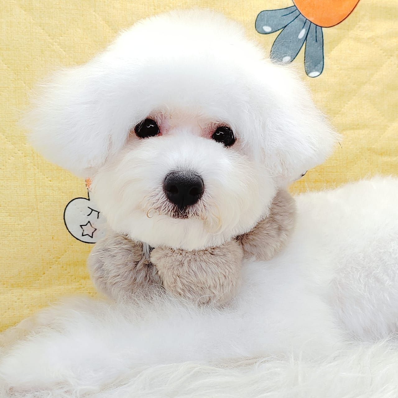 Bichon 比熊