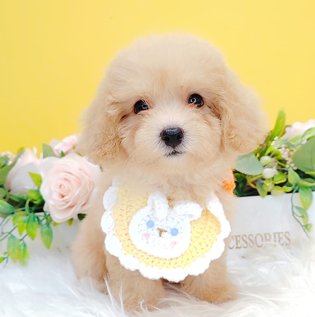 Poodle 娉拌开璐靛