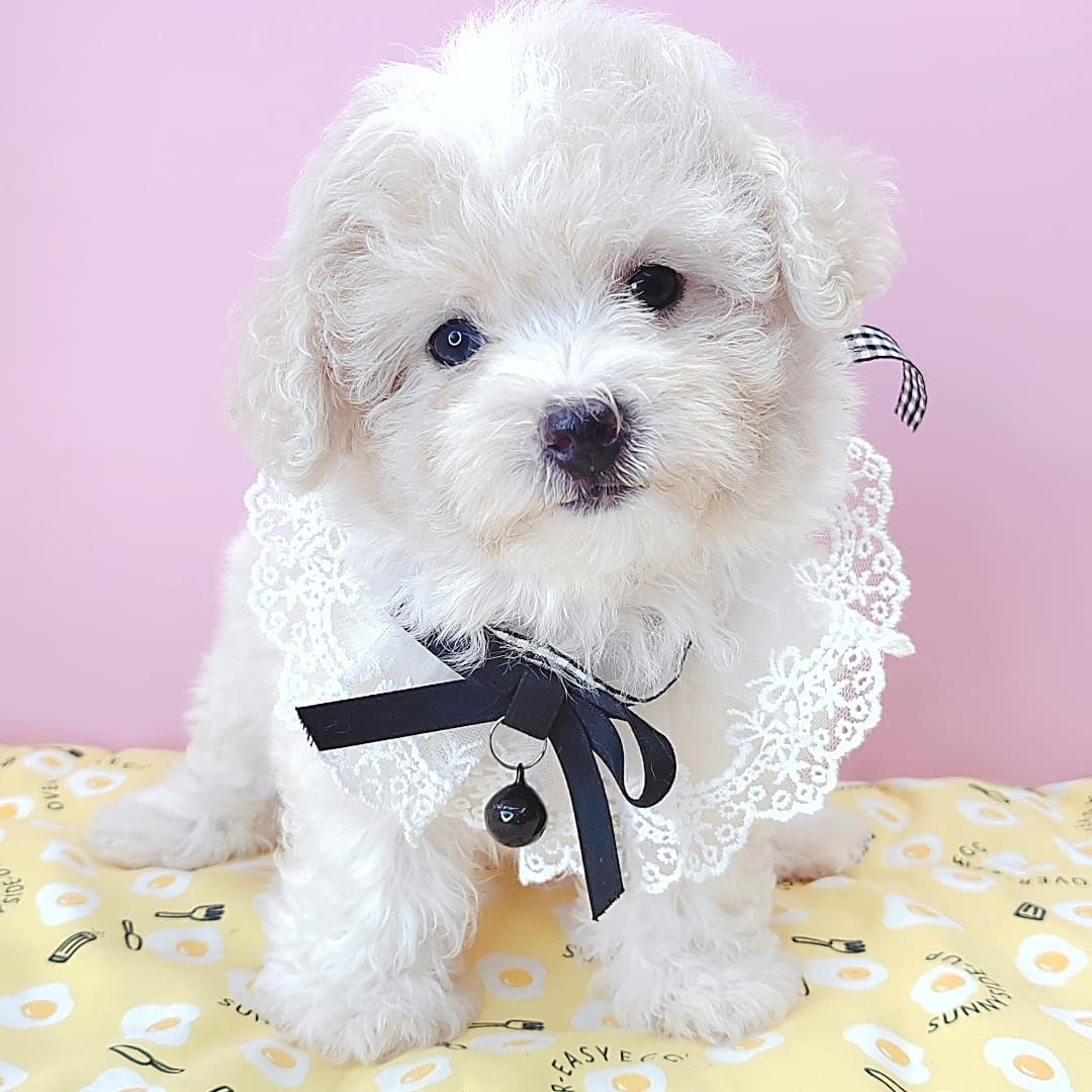 Poodle 娉拌开璐靛