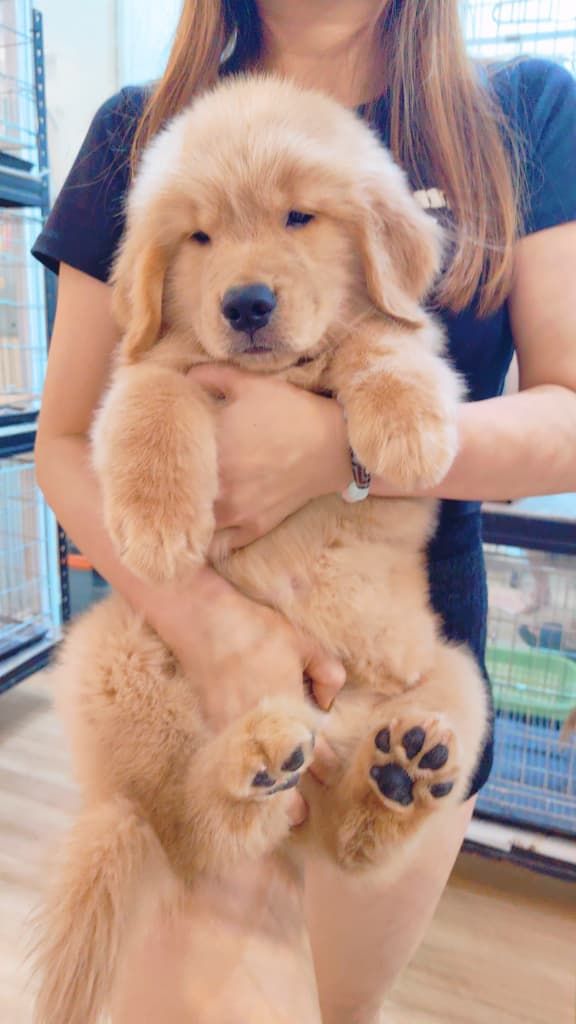 Golden Retriever 黄金猎犬