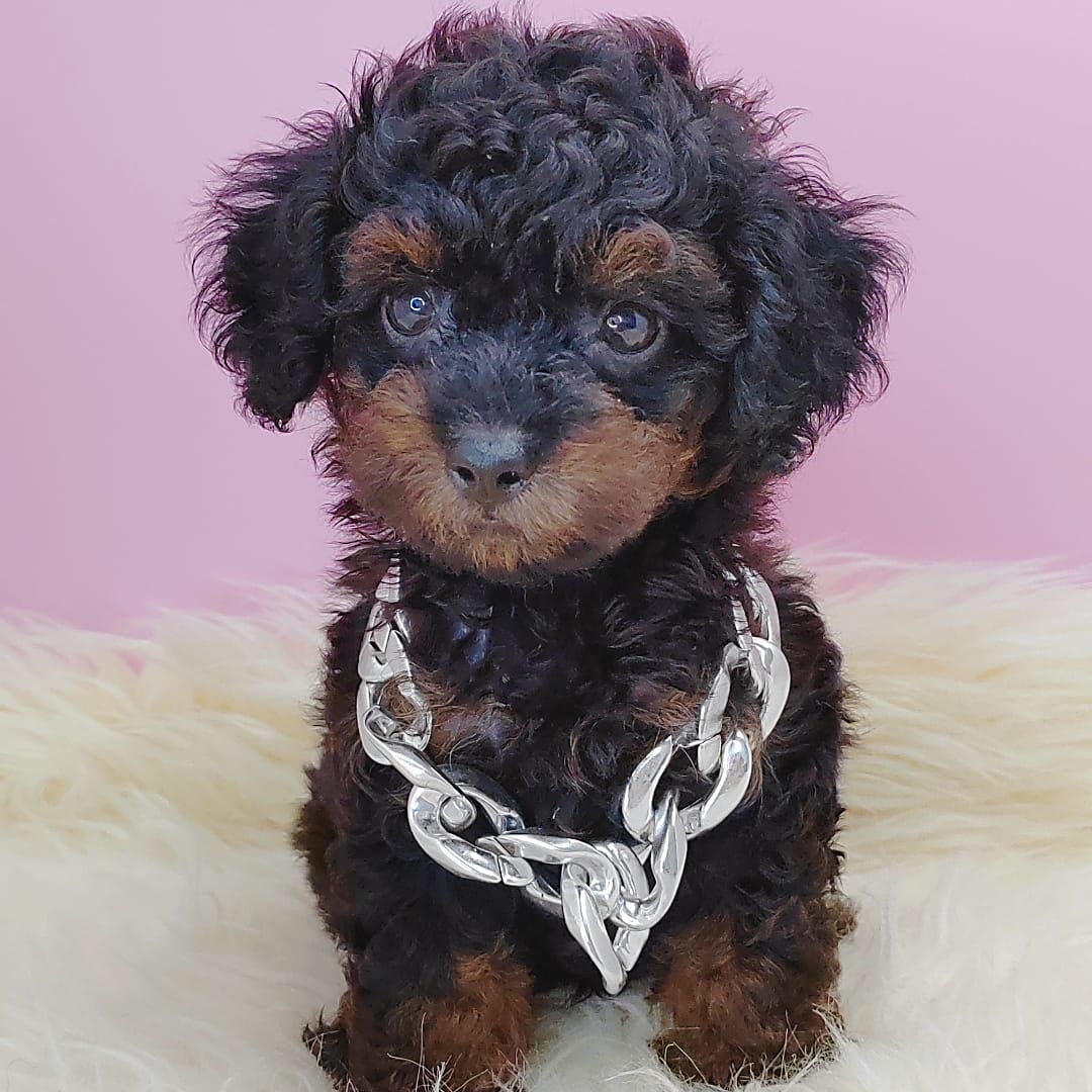 Poodle 娉拌开璐靛