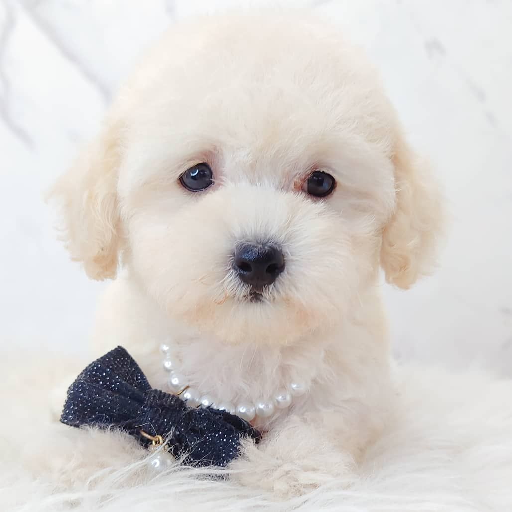 Poodle 娉拌开璐靛