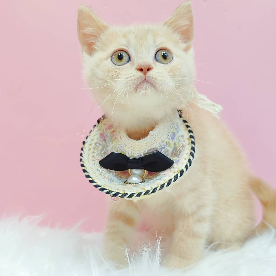 British Short Hair ( BSH ) 英短猫咪