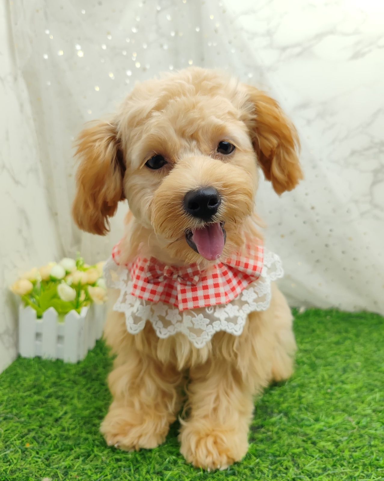 Poodle 娉拌开璐靛
