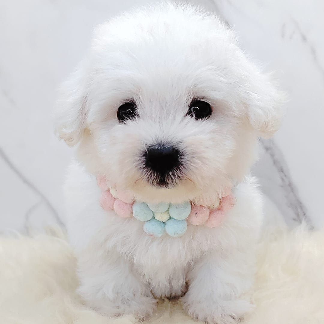 Poodle 娉拌开璐靛