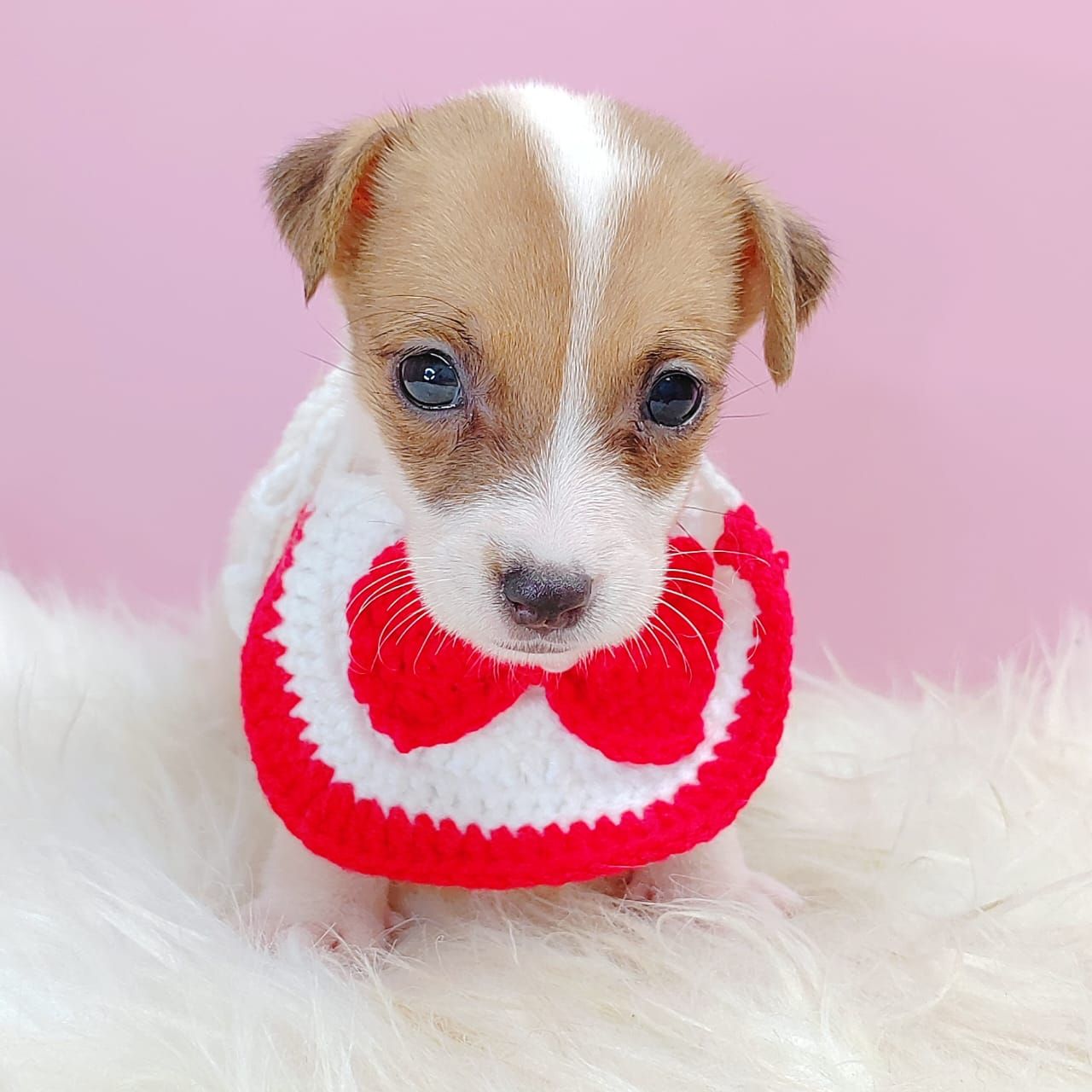 Jack Russell Terrier 杰克罗素梗