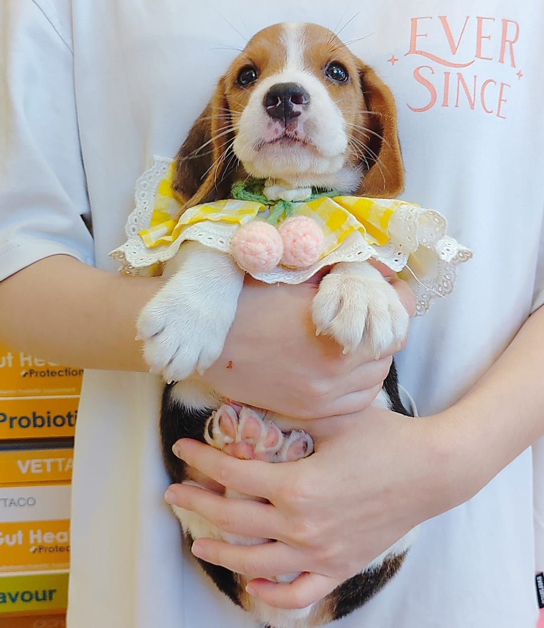 Beagle 米格鲁