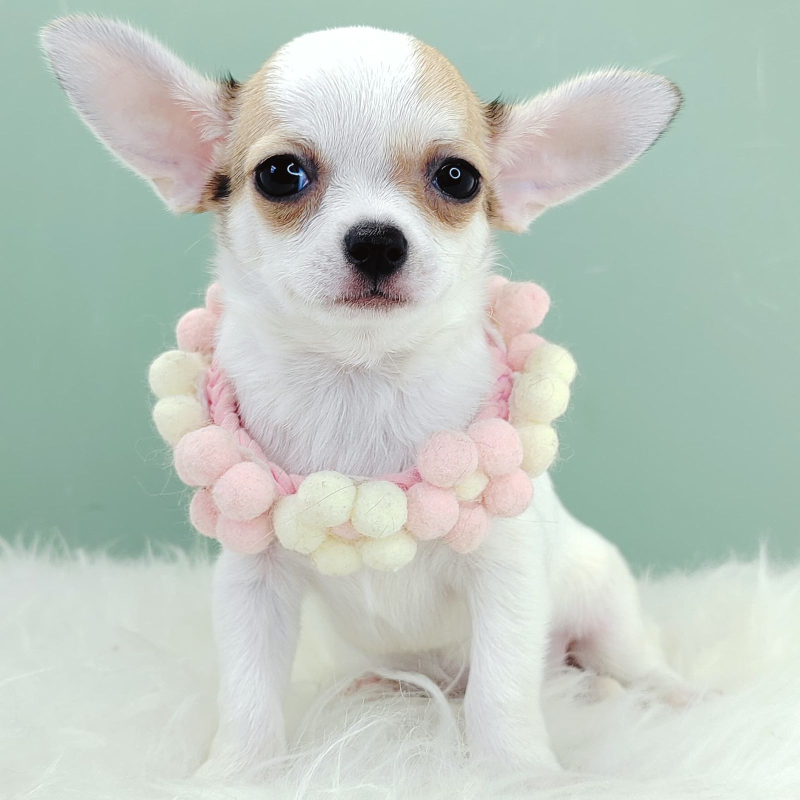 Chihuahua 吉娃娃