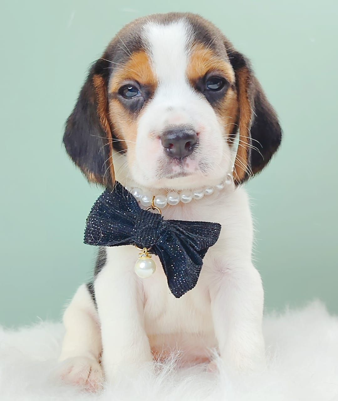 Beagle 米格鲁