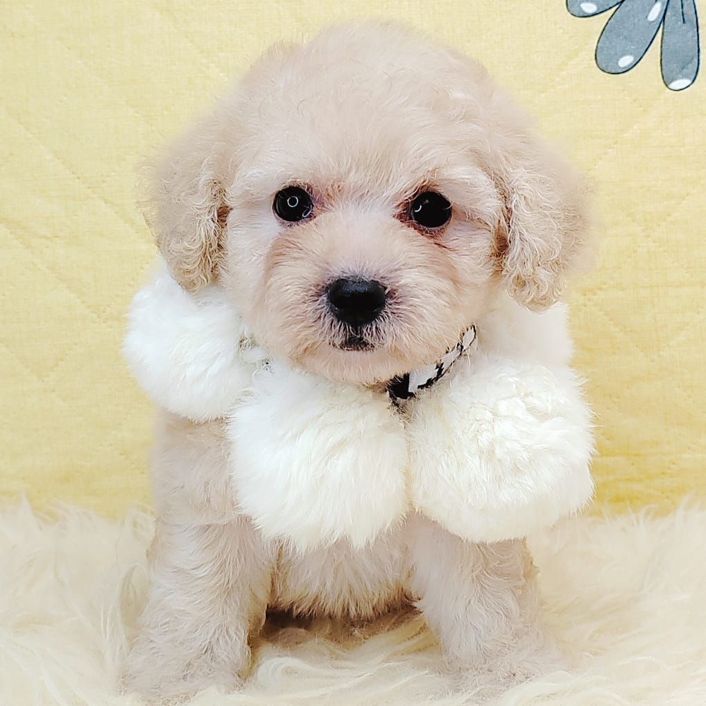 Poodle 娉拌开璐靛