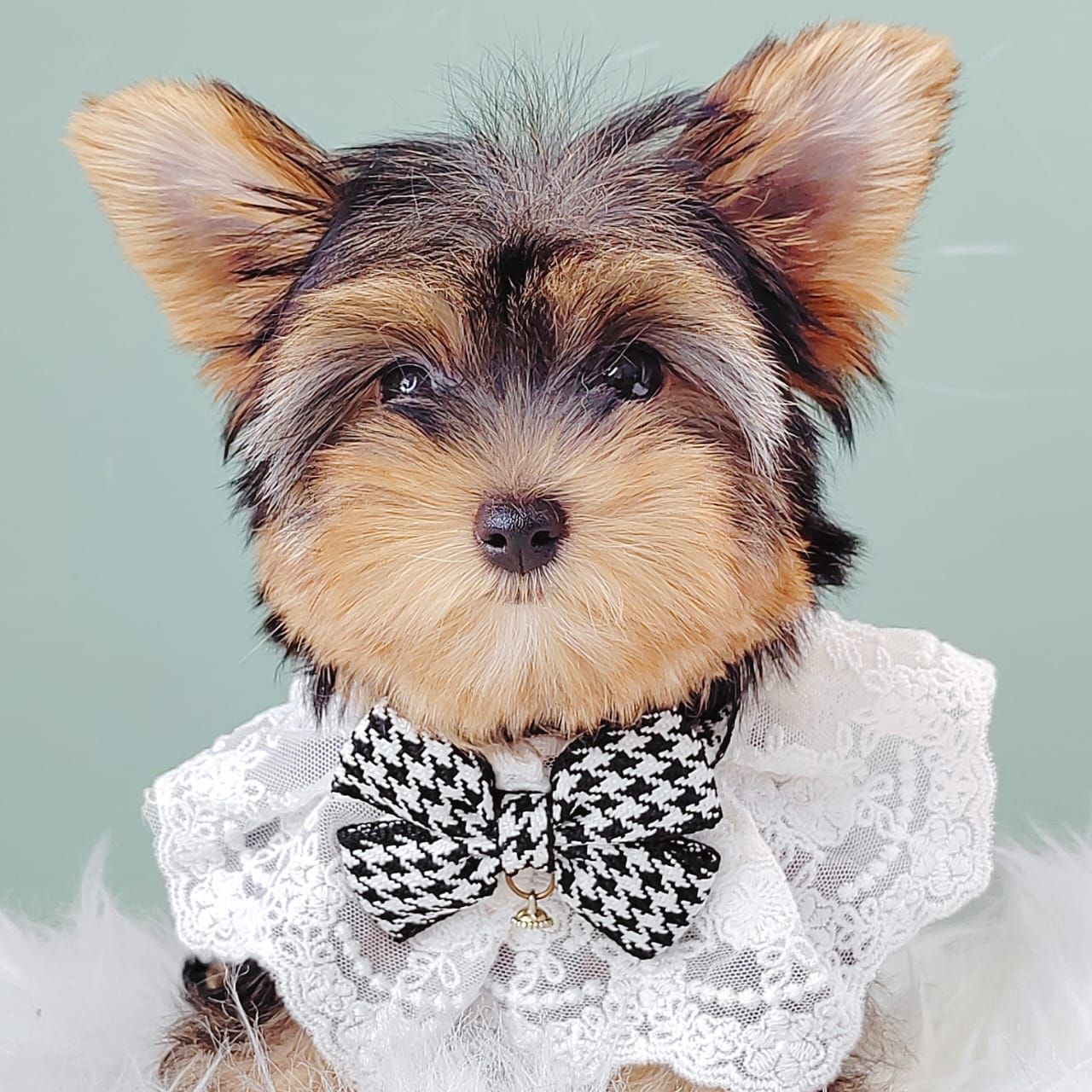 Yorkshire Terrier 约克夏