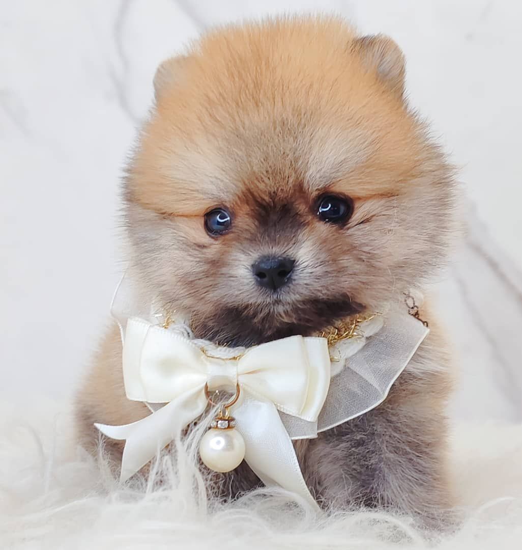 Pomeranian 博美