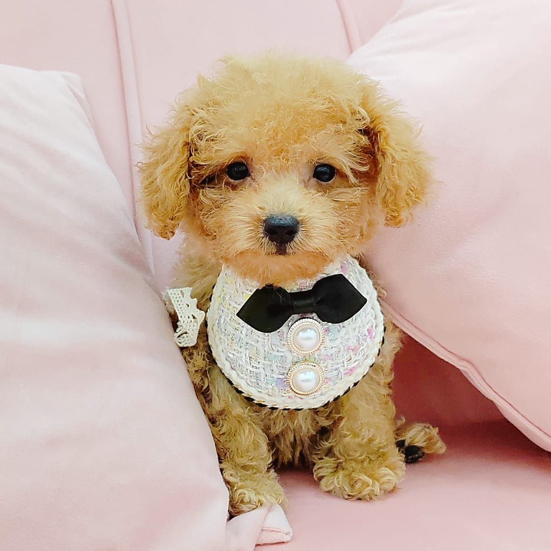 Poodle 娉拌开璐靛