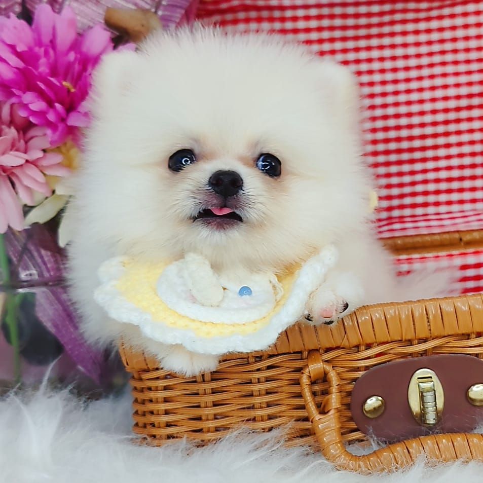 Pomeranian 博美
