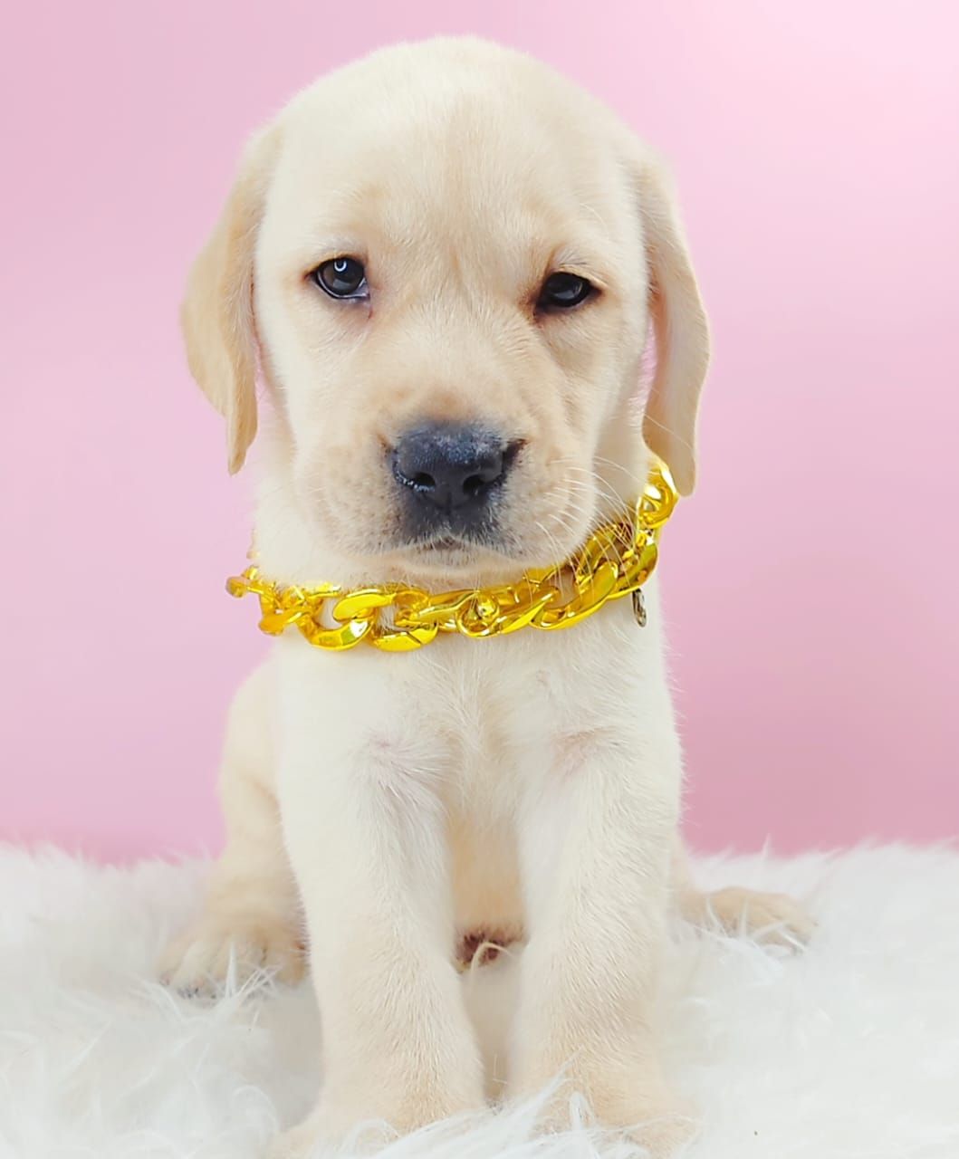 Labrador Retriever 拉布拉多