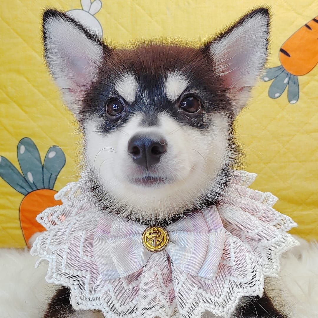 Pomsky 博士奇