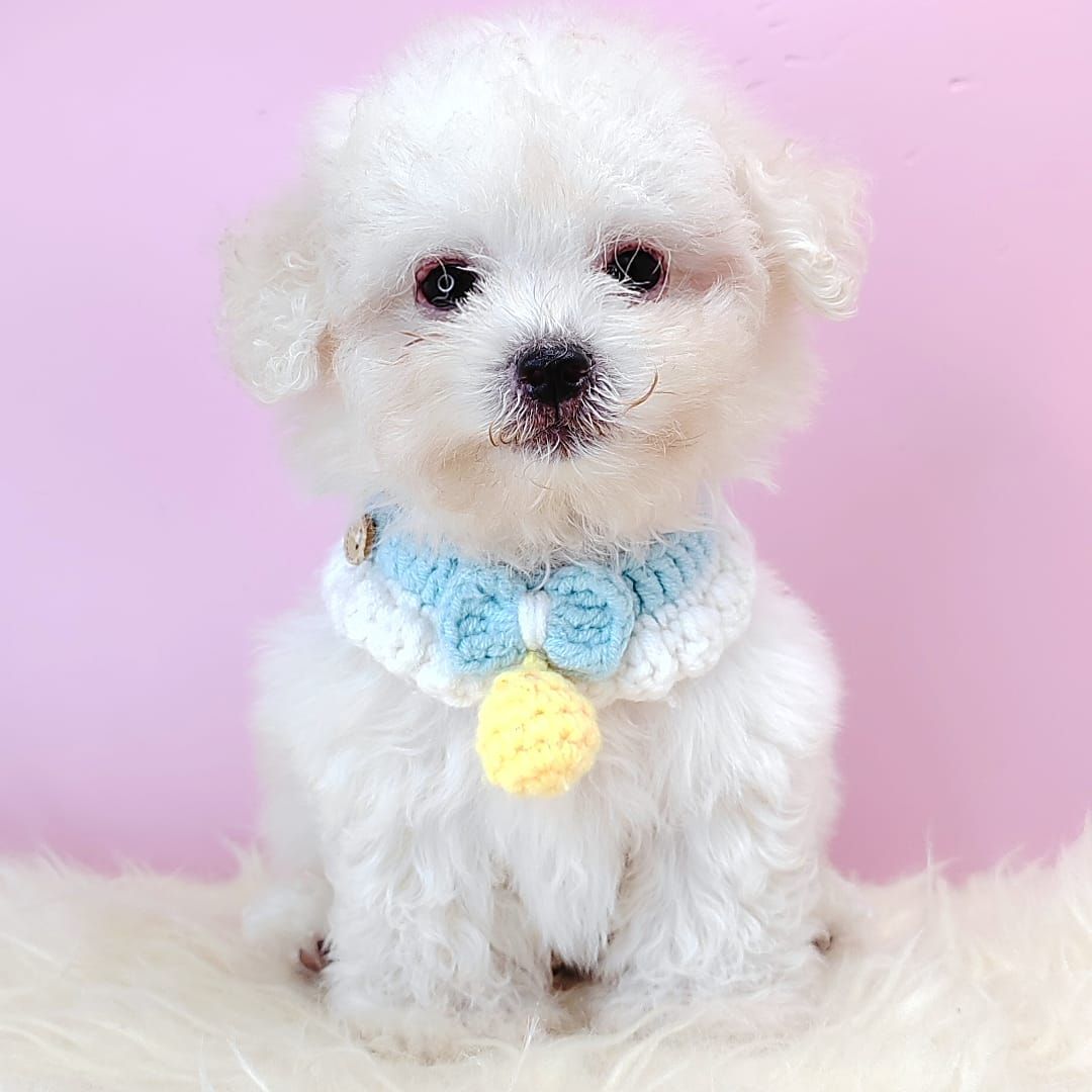 Poodle 娉拌开璐靛