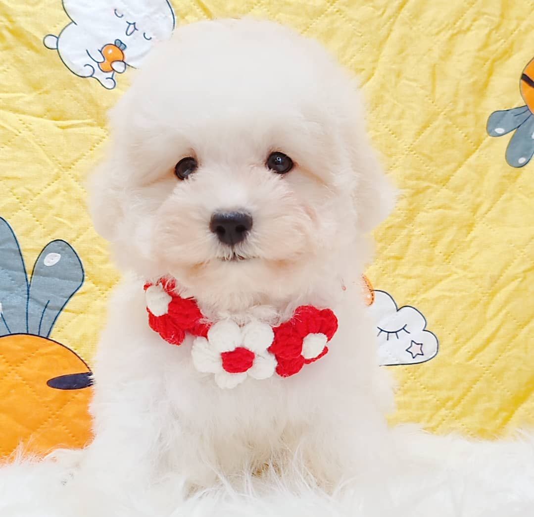 Maltipoo 马尔泰迪
