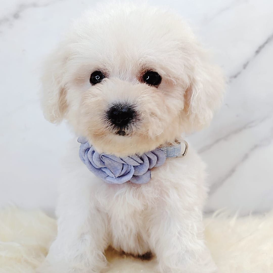 Maltipoo 马尔泰迪