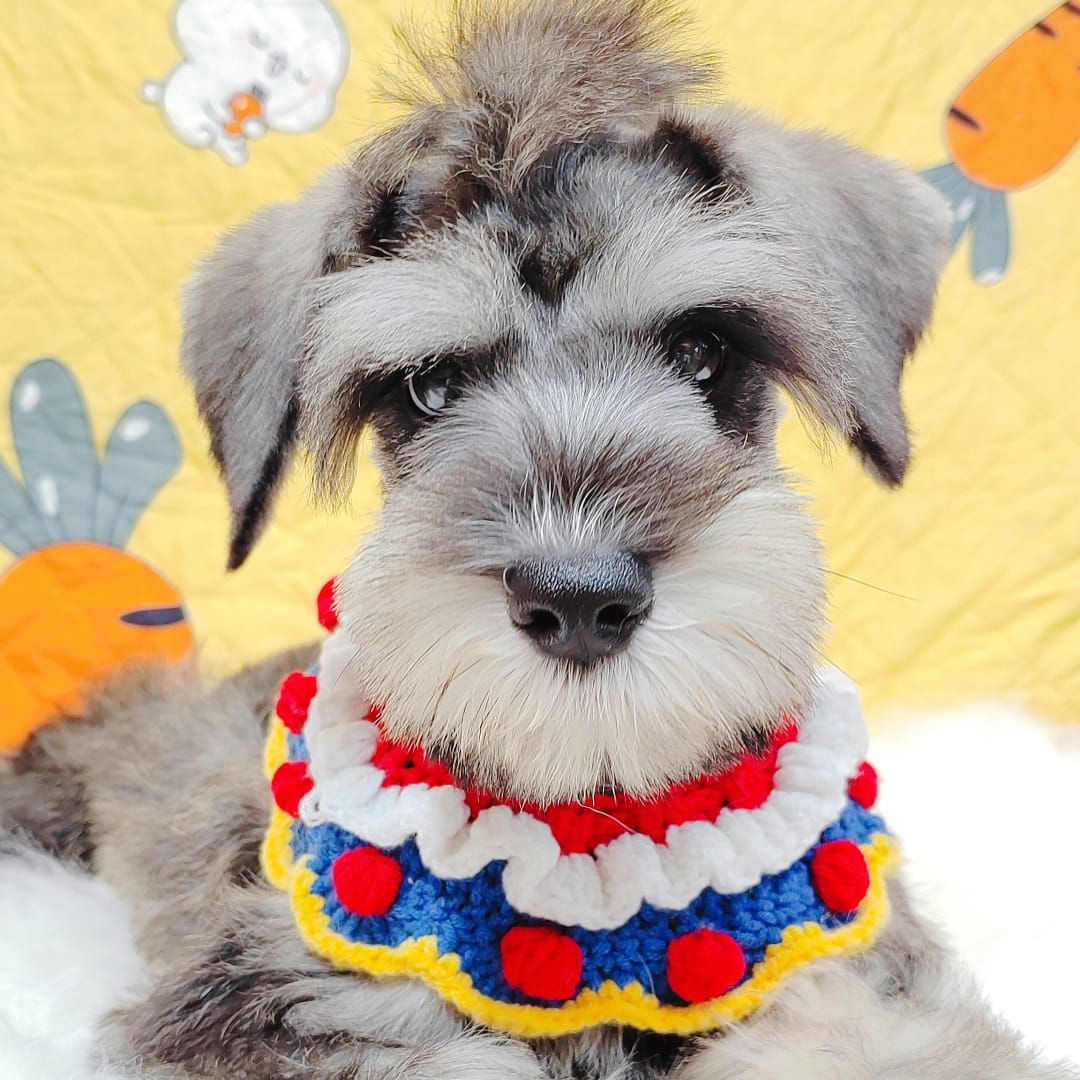 Schnauzer 雪纳瑞
