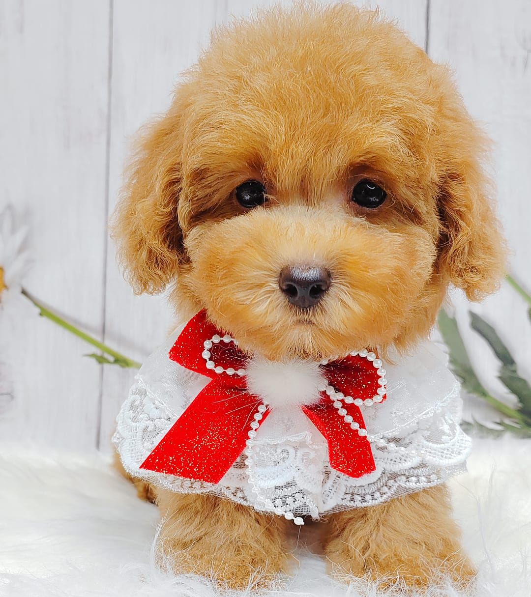 Poodle 娉拌开璐靛